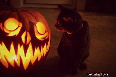 20 Spooky & Adorable Pets That Will Win Your Heart