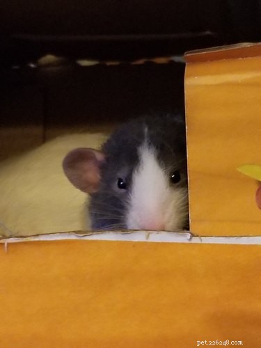 20 Spooky & Adorable Pets That Will Win Your Heart