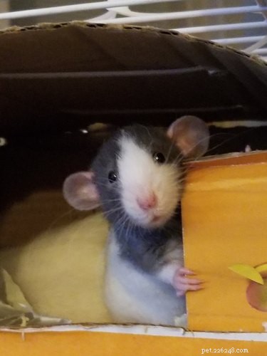 20 Spooky & Adorable Pets That Will Win Your Heart