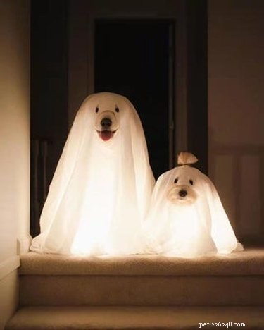 20 Spooky & Adorable Pets That Will Win Your Heart