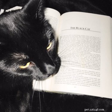 20 Spooky & Adorable Pets That Will Win Your Heart