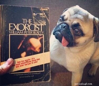 20 Spooky & Adorable Pets That Will Win Your Heart