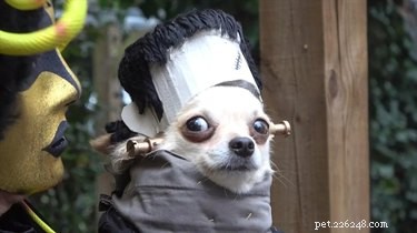 20 Spooky & Adorable Pets That Will Win Your Heart