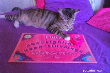 20 Spooky & Adorable Pets That Will Win Your Heart