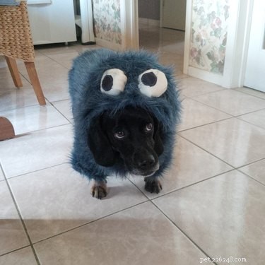 20 Spooky & Adorable Pets That Will Win Your Heart