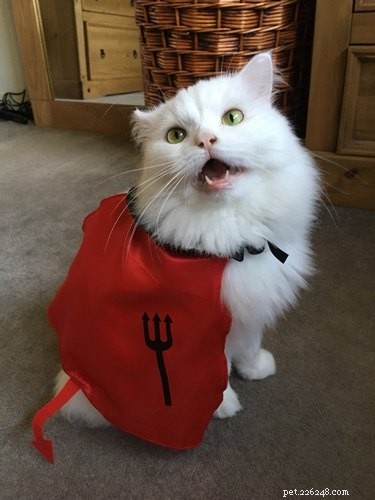 20 Spooky & Adorable Pets That Will Win Your Heart