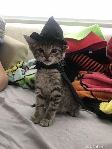 20 Spooky & Adorable Pets That Will Win Your Heart