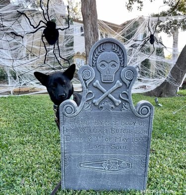 20 Spooky & Adorable Pets That Will Win Your Heart