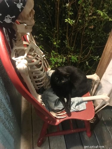 20 Spooky & Adorable Pets That Will Win Your Heart