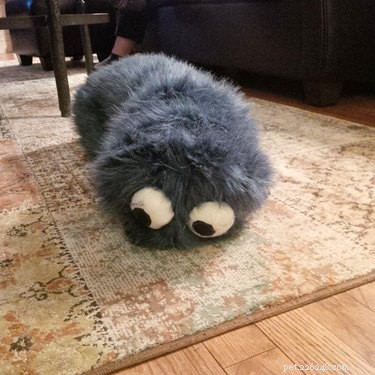 20 Spooky & Adorable Pets That Will Win Your Heart