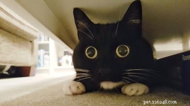 20 Spooky & Adorable Pets That Will Win Your Heart