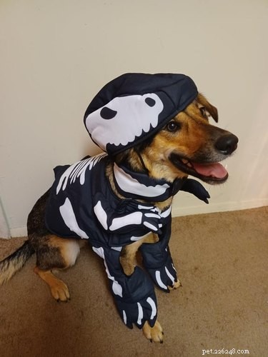 20 Spooky & Adorable Pets That Will Win Your Heart