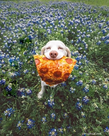 Discover the 17 Most Adorable Pets Trending Online This Week