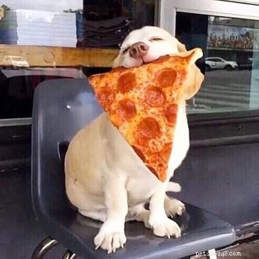 Discover the 17 Most Adorable Pets Trending Online This Week