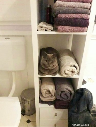 Discover the 17 Most Adorable Pets Trending Online This Week