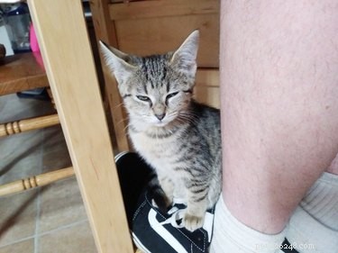 Discover the 17 Most Adorable Pets Trending Online This Week