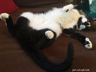 Discover the 17 Most Adorable Pets Trending Online This Week