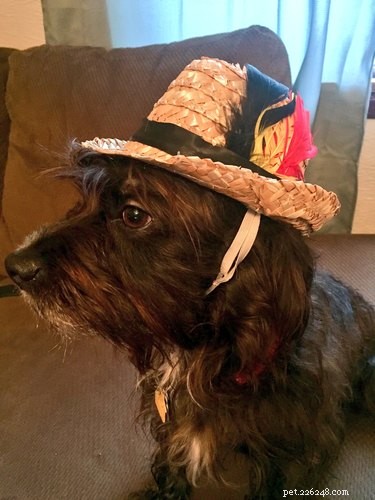 Discover the 17 Most Adorable Pets Trending Online This Week
