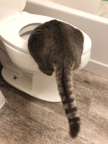 Discover the 17 Most Adorable Pets Trending Online This Week