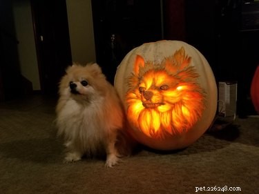 17 Stunning Animal-Inspired Pumpkin Carvings for Halloween