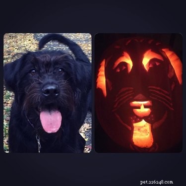 17 Stunning Animal-Inspired Pumpkin Carvings for Halloween