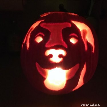 17 Stunning Animal-Inspired Pumpkin Carvings for Halloween