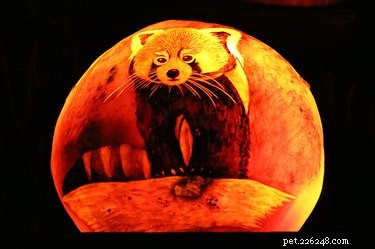 17 Stunning Animal-Inspired Pumpkin Carvings for Halloween