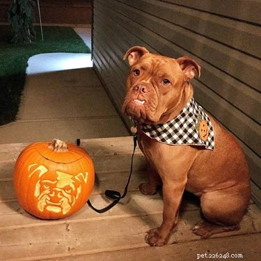 17 Stunning Animal-Inspired Pumpkin Carvings for Halloween