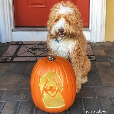 17 Stunning Animal-Inspired Pumpkin Carvings for Halloween
