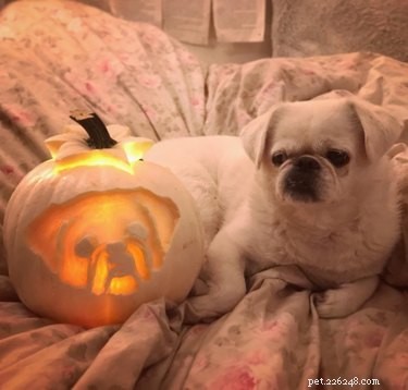 17 Stunning Animal-Inspired Pumpkin Carvings for Halloween