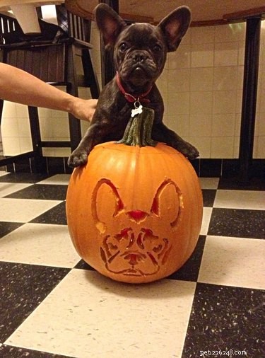 17 Stunning Animal-Inspired Pumpkin Carvings for Halloween
