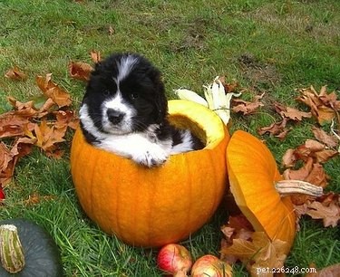 17 Stunning Animal-Inspired Pumpkin Carvings for Halloween