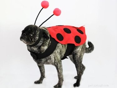 Spooktacular Ways to Spoil Your Dog or Cat This Halloween