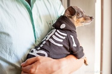 Spooktacular Ways to Spoil Your Dog or Cat This Halloween