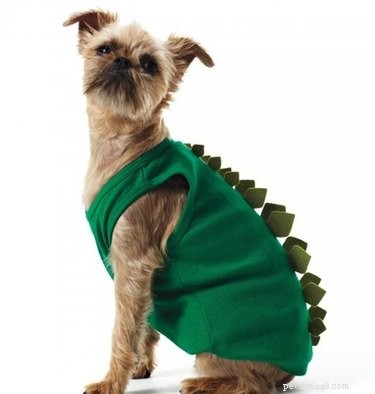 Spooktacular Ways to Spoil Your Dog or Cat This Halloween