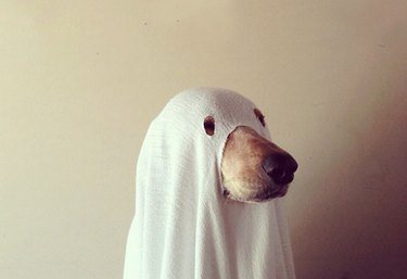 Spooktacular Ways to Spoil Your Dog or Cat This Halloween
