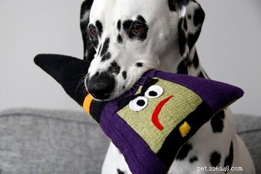 Spooktacular Ways to Spoil Your Dog or Cat This Halloween