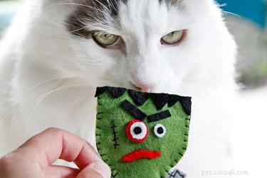 Spooktacular Ways to Spoil Your Dog or Cat This Halloween