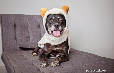 43 Pets Transforming into Other Animals for a Halloween Costume Show