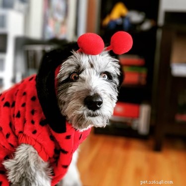 43 Pets Transforming into Other Animals for a Halloween Costume Show