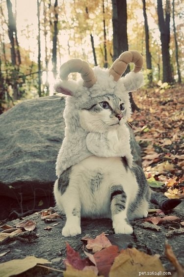43 Pets Transforming into Other Animals for a Halloween Costume Show