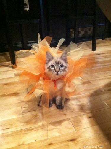 43 Pets Transforming into Other Animals for a Halloween Costume Show