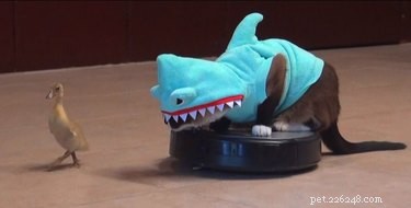 43 Pets Transforming into Other Animals for a Halloween Costume Show