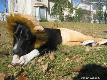 43 Pets Transforming into Other Animals for a Halloween Costume Show
