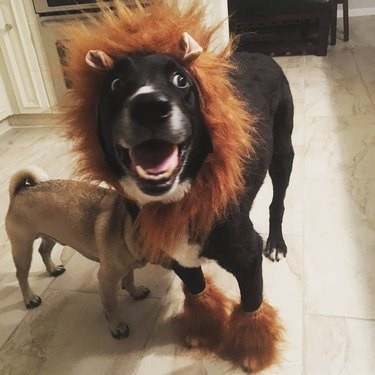 43 Pets Transforming into Other Animals for a Halloween Costume Show