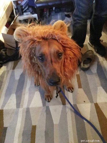 43 Pets Transforming into Other Animals for a Halloween Costume Show