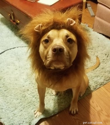 43 Pets Transforming into Other Animals for a Halloween Costume Show