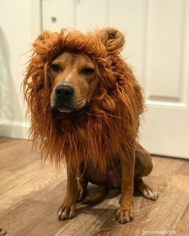 43 Pets Transforming into Other Animals for a Halloween Costume Show