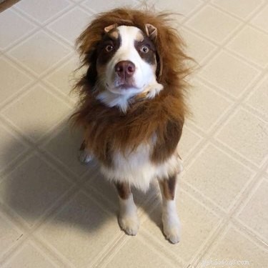 43 Pets Transforming into Other Animals for a Halloween Costume Show