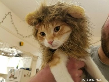 43 Pets Transforming into Other Animals for a Halloween Costume Show